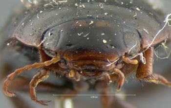 Media type: image;   Entomology 6067 Aspect: head frontal view